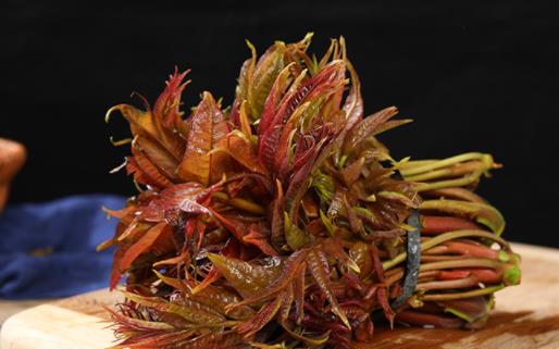 香椿有点老可以吃吗 上火能吃香椿炒鸡蛋吗