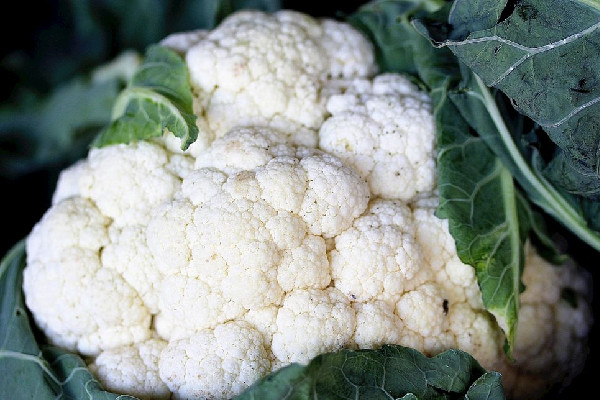 花菜吃了胃疼是怎么回事 花菜对胃有什么影响 花菜吃了胃疼是怎么回事 花菜对胃有什么影响