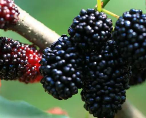 桑葚干可以泡几次水喝?桑葚干泡水水非常黑对吗