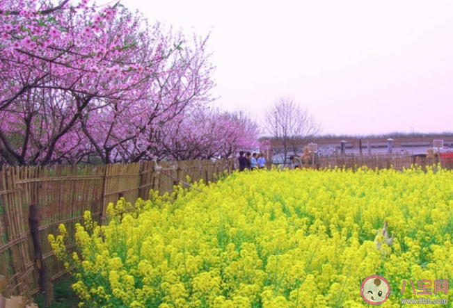 武汉踏青5个好去处 户外踏青要注意什么 武汉踏青5个好去处 户外踏青要注意什么