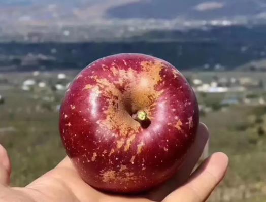 丑苹果为什么叫丑苹果?野生丑苹果有什么营养价值