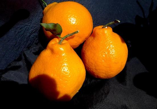 丑橘刚摘下来要放几天才成熟吗?红皮丑橘和黄皮丑橘哪种好吃?