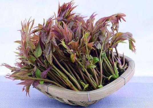 香椿晒干后怎么吃?香椿怎么做好吃