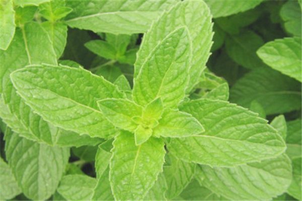 薄荷会上瘾吗 薄荷可以驱蚊驱虫吗 薄荷会上瘾吗 薄荷可以驱蚊驱虫吗