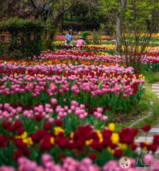 武汉踏青5个好去处 户外踏青要注意什么 武汉踏青5个好去处 户外踏青要注意什么