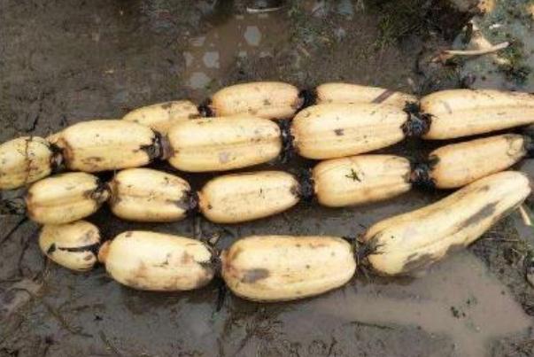 莲藕怎么保存才新鲜不变黑 莲藕的营养成分 莲藕怎么保存才新鲜不变黑 莲藕的营养成分