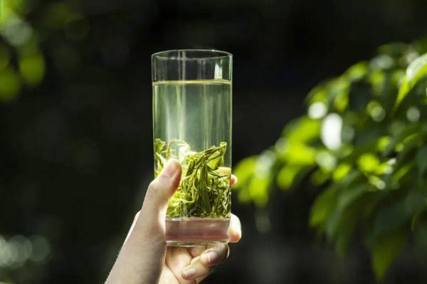 绿茶会导致失眠吗 绿茶会导致便秘吗 绿茶会导致失眠吗 绿茶会导致便秘吗