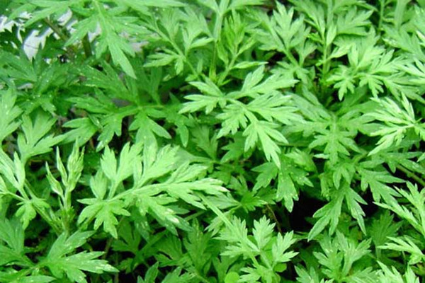 艾叶可以泡酒喝吗 艾叶泡酒是干的好还是新鲜的好 艾叶可以泡酒喝吗 艾叶泡酒是干的好还是新鲜的好