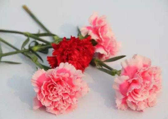 醒花只醒一个小时行吗?醒花包装要拿掉吗