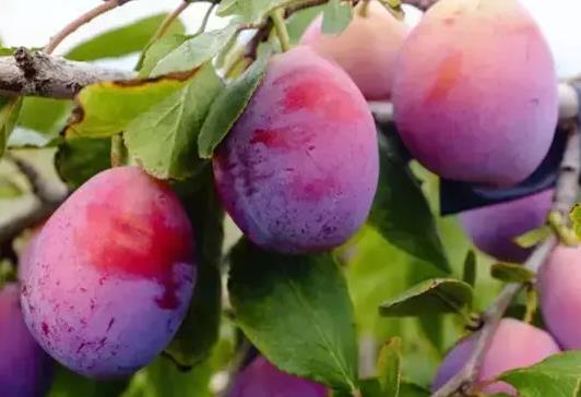 西梅大的好吃还是小的好吃?西梅为什么有紫色和红色的