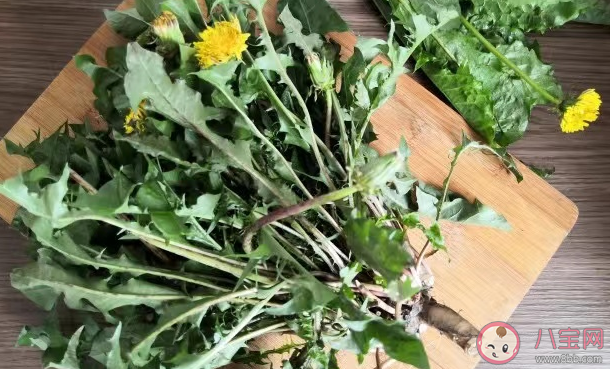 路边的野菜挖来吃安全吗 挖野菜要注意什么 路边的野菜挖来吃安全吗 挖野菜要注意什么