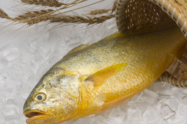 黄花鱼的作用和功效 黄花鱼可以炖汤吗 黄花鱼的作用和功效 黄花鱼可以炖汤吗