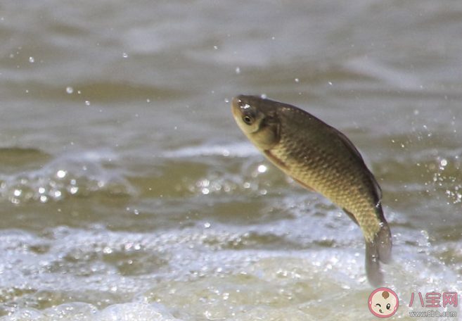 新三样鱼饵是哪三样 新手野钓鱼饵怎么选