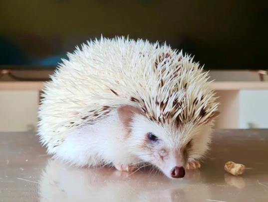 为什么养的刺猬突然会咬人?刺猬咬人是涂刺吗