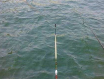 鱼上钩怎么看漂图解 你学会了吗4