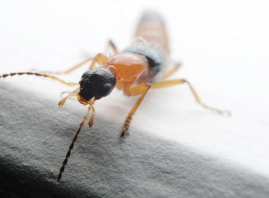 被隐翅虫咬的泡可以戳破吗?隐翅虫皮炎扩散全身怎么治疗