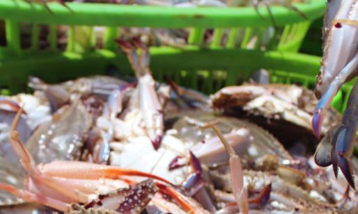 从冰箱里拿出来的螃蟹可以直接吃吗 螃蟹蒸到什么样才算熟