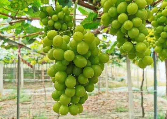 阳光玫瑰是提子还是葡萄?阳光玫瑰太甜了会不会糖分太高