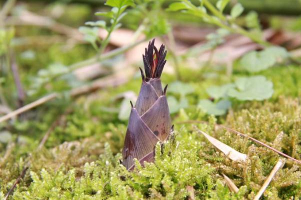 春笋有点黑还能吃吗 春笋会过敏吗 春笋有点黑还能吃吗 春笋会过敏吗