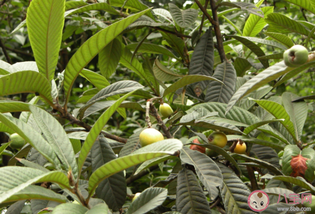 枇杷叶是用老叶还是嫩叶煮水 枇杷叶食用不当会怎样