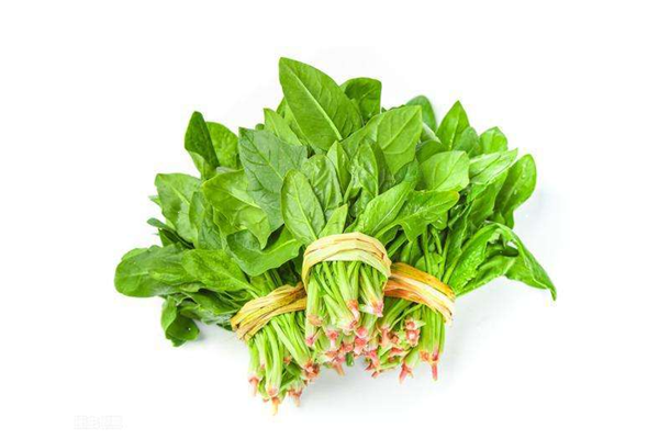 菠菜属于凉性的吗 菠菜是什么季节的 菠菜属于凉性的吗 菠菜是什么季节的