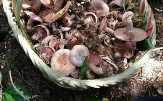 松树菌可以吃吗?松树菌有毒吗?