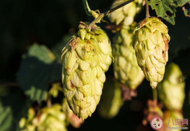 啤酒为什么必须加入啤酒花 啤酒花的作用是什么