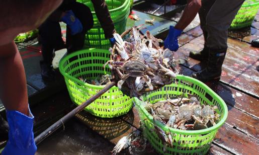 从冰箱里拿出来的螃蟹可以直接吃吗 螃蟹蒸到什么样才算熟