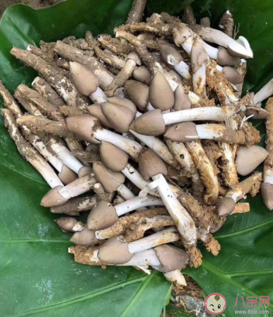 荔枝菌为什么这么贵 荔枝菌有哪些营养价值 荔枝菌为什么这么贵 荔枝菌有哪些营养价值